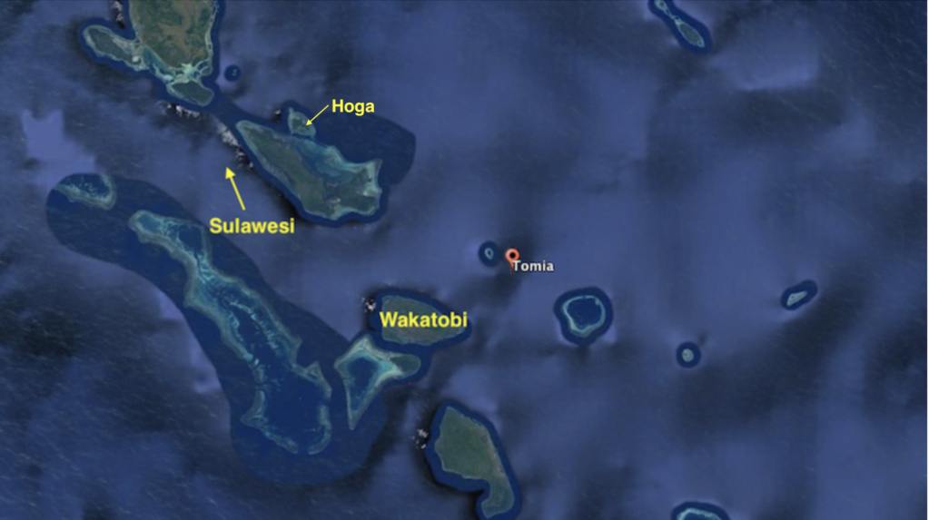 Snorkeling à Wakatobi (Sulawesie Indonesie) - Page 2 Hoga10