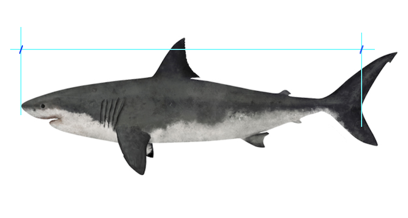 Comment mesurer la longueur d’un requin … vivant, ou d'un ou une … ? Longue12