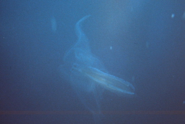 Les îles de Glénan en juin 2005 Photo_47