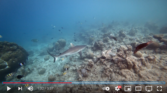 ‘Kuramathi 2018’ …Une magnifique vidéo Requin20