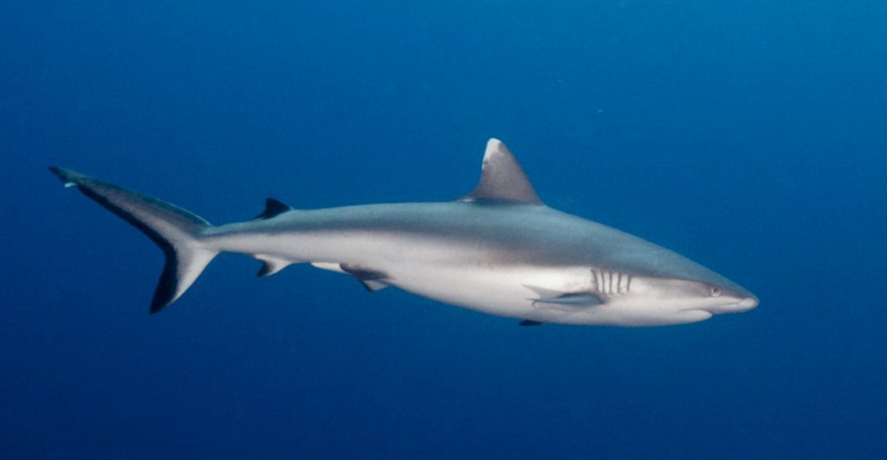 Les requins : gris  et POINTES BLANCHES !!! Requin24
