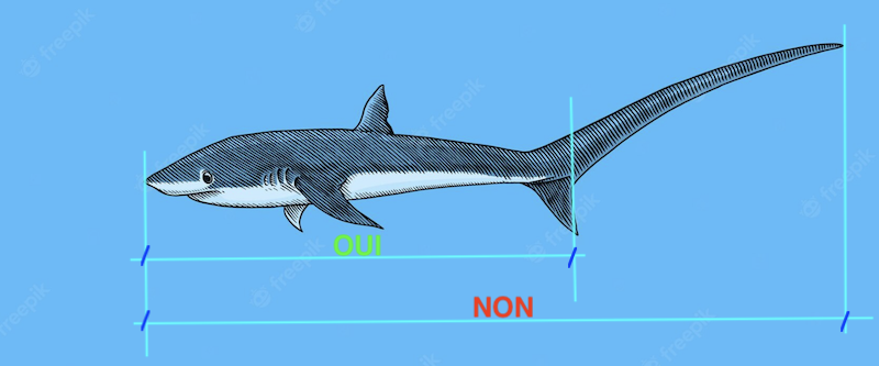 Comment mesurer la longueur d’un requin … vivant, ou d'un ou une … ? Requin31