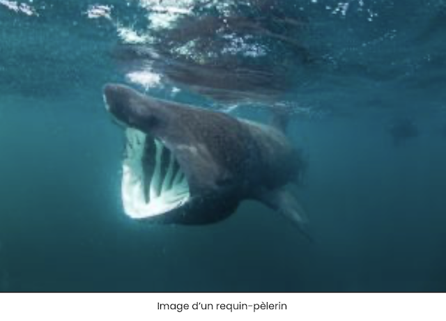 Requins sur les côtes  françaises Sans_t18