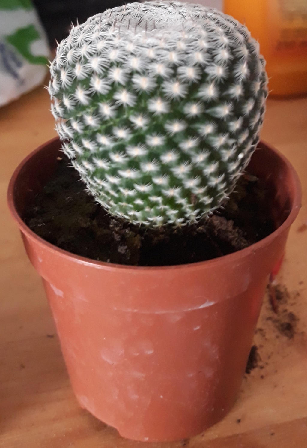 Im new. Have unresolved ID's concering mammillaria specimens. 20190110