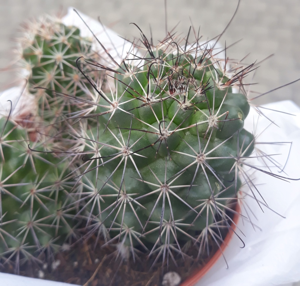 Im new. Have unresolved ID's concering mammillaria specimens. 20190510