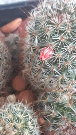 Im new. Have unresolved ID's concering mammillaria specimens. 20190610