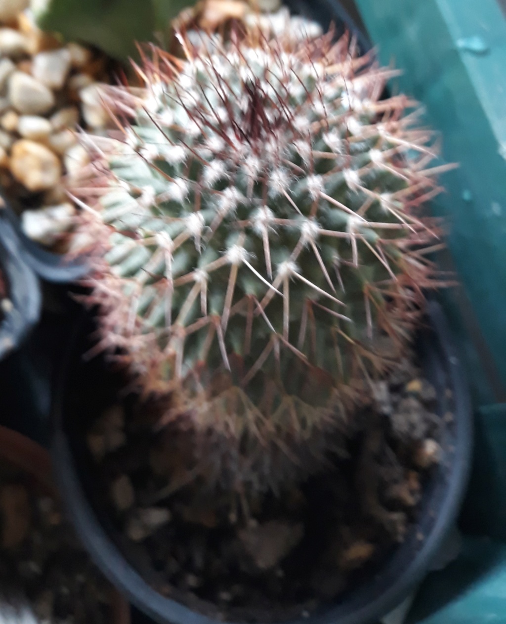 My collection(missinng 2 plant photos, will add later+ other cacti/succulents) 20191125