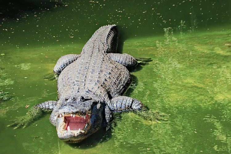 Le Lac aux Crocodiles - Page 2 Crocod10