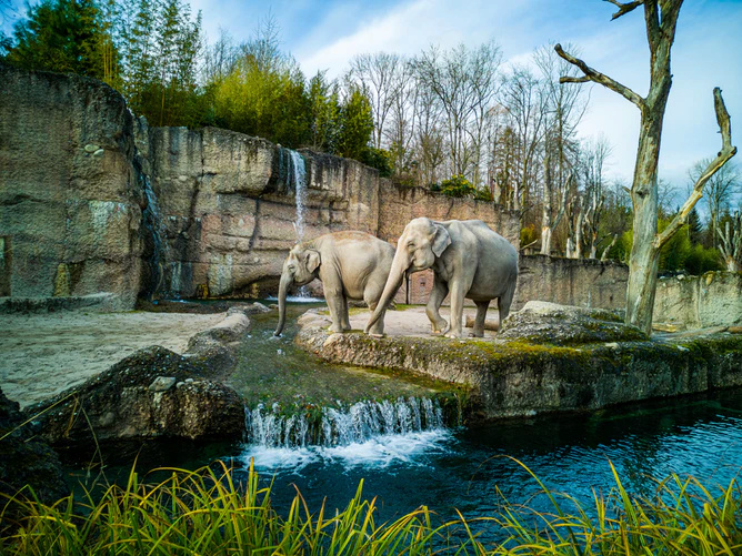 La cascade des éléphants Elepha10