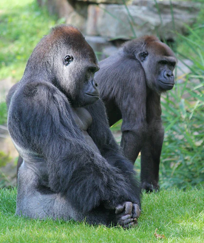 Le parcours des gorilles Gorill10