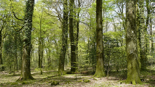 Le Forêt et la Rivière La_for12