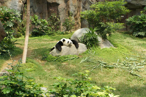 L'îlot du panda Panda_11