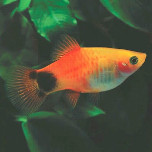 Platy wag tail si Platy mickey mouse Dsc31210