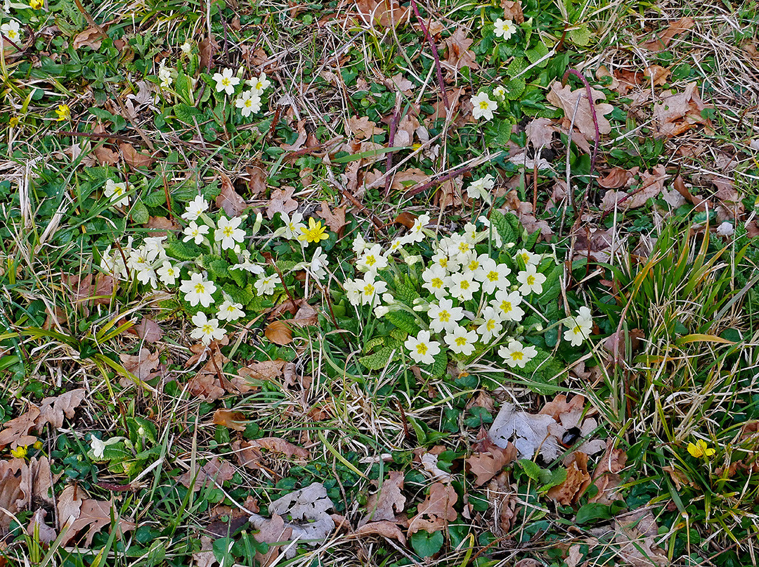 Erste Frühlingsboten im Garten und in Wald und Flur, Teil 2 - Seite 31 P1050314