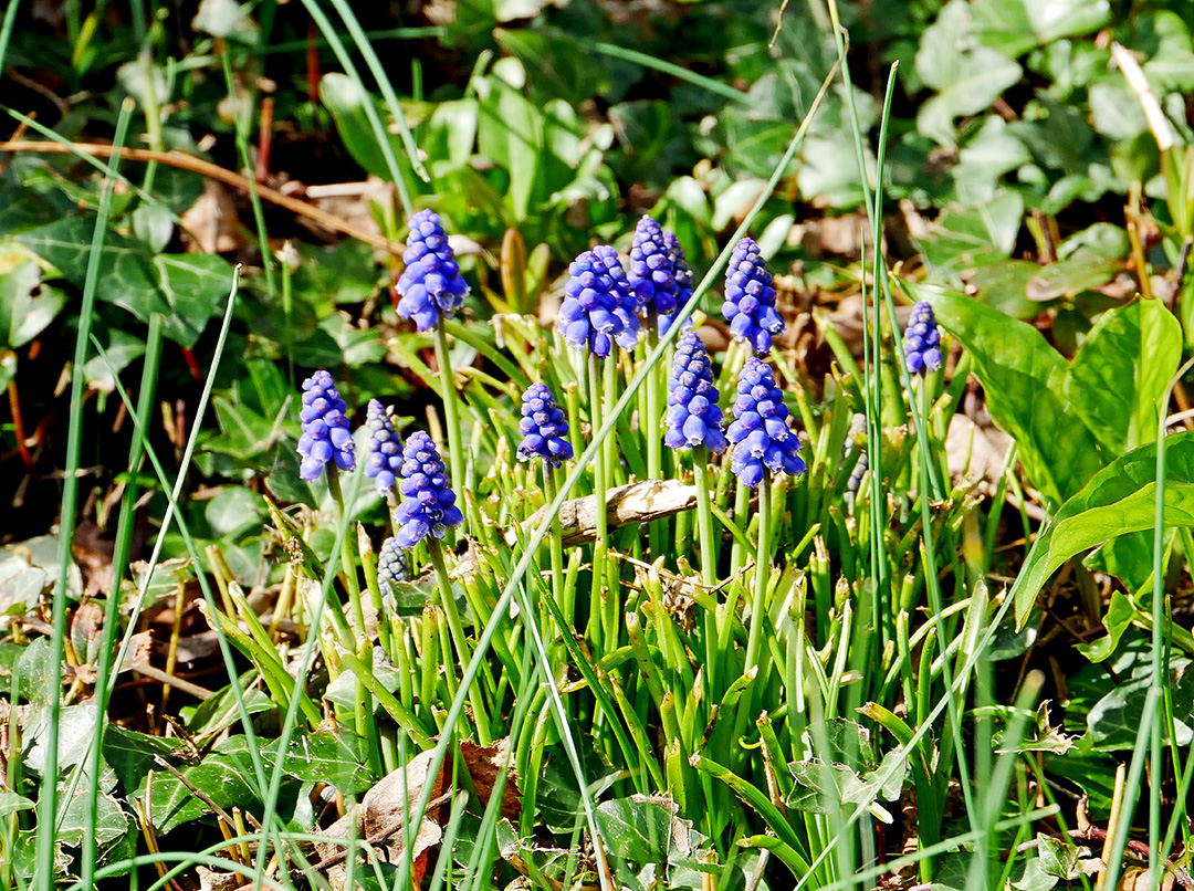 Erste Frühlingsboten im Garten und in Wald und Flur, Teil 2 - Seite 31 P1050513