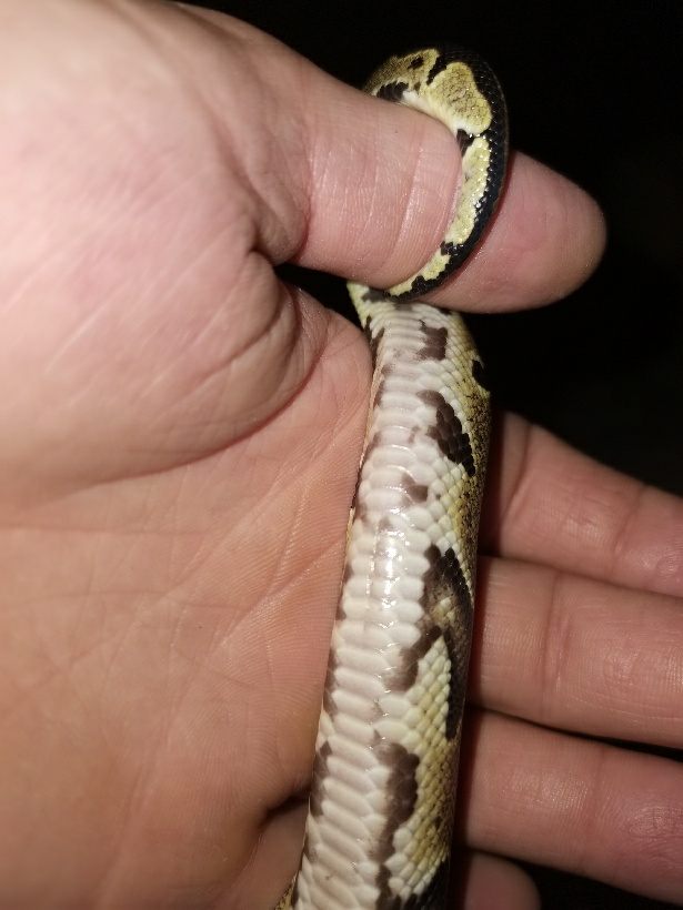 Mon python a les écailles qui se soulève ...et très agrippante au passage du doigt Save_216