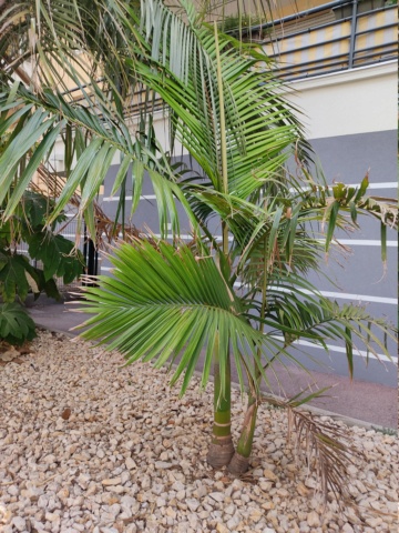 Mon incubateur a palmiers  Img_2025