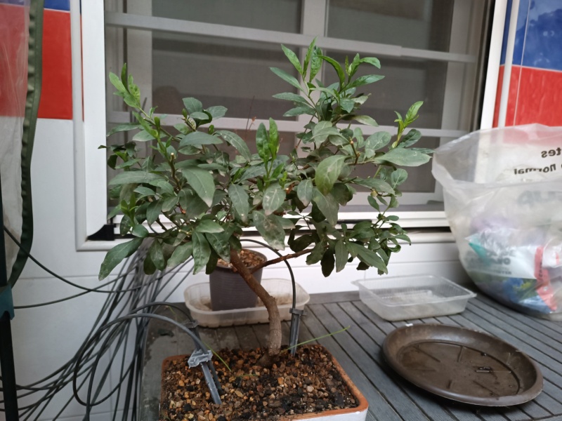 Mi primer bonsai 1010