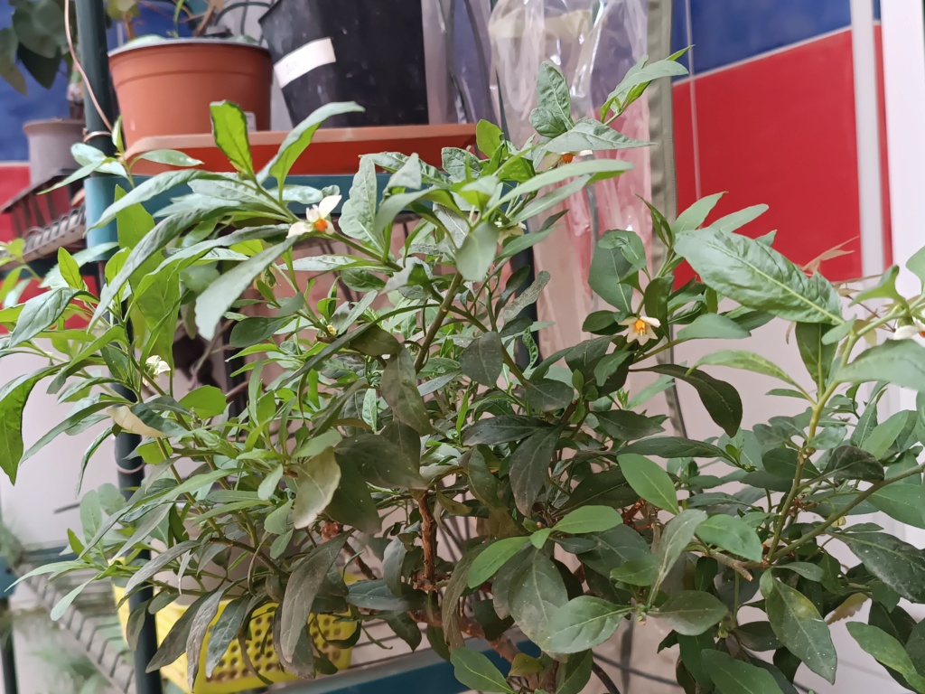 Mi primer bonsai Img_2019