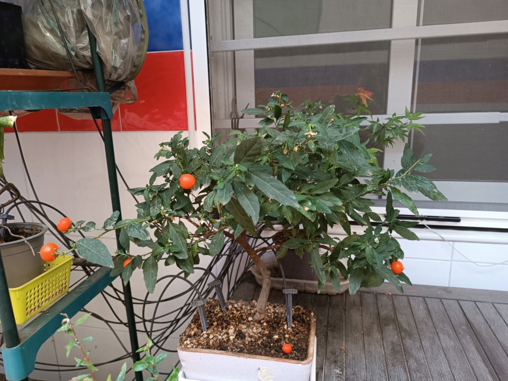 Mi primer bonsai Tomati10