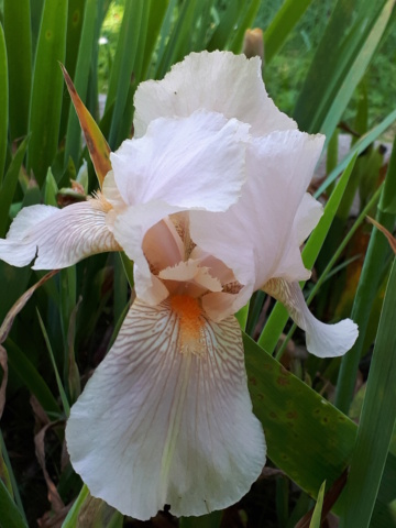 Iris beige rosé 20230130