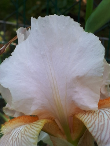 Iris beige rosé 20230131