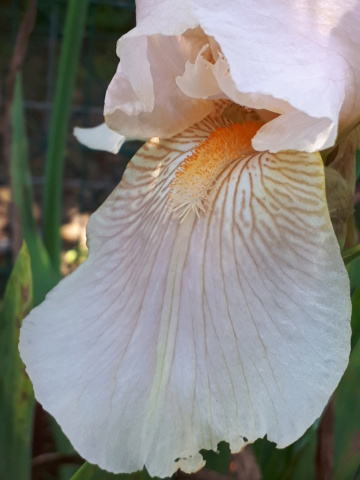 Iris beige rosé 20230132