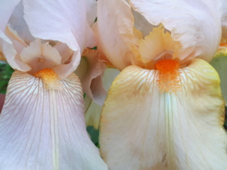 Iris beige rosé 20230134