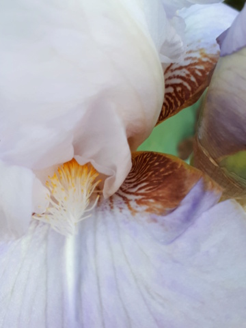 Iris 'Fairy Magic' [identification]iris blanc et parme inconnu 20230197