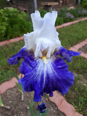 iris amoena bleu 20230204