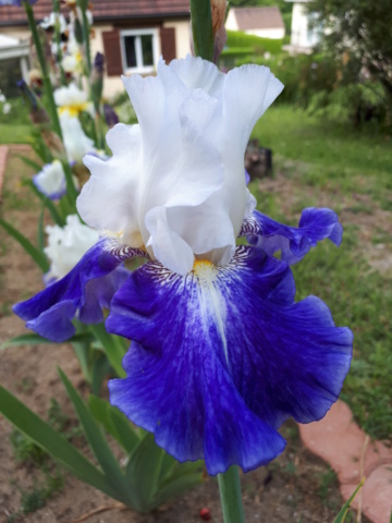 iris amoena bleu 20230205