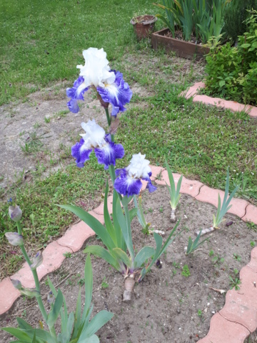 iris amoena bleu 20230209