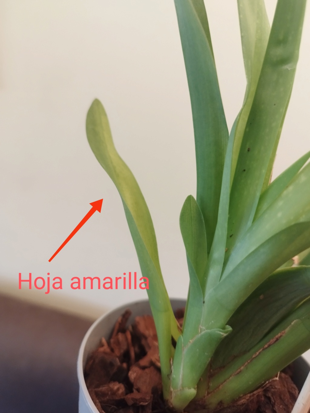 Dudas sobre síntomas en oncidium. Img_2019