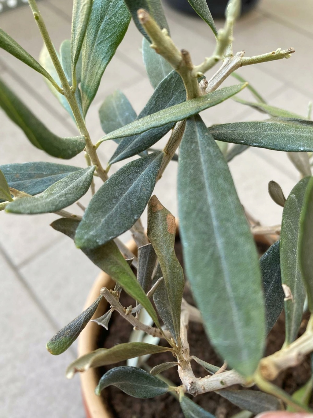 Bonsai di Olea Europaea in cerca di aiuto Whatsa13