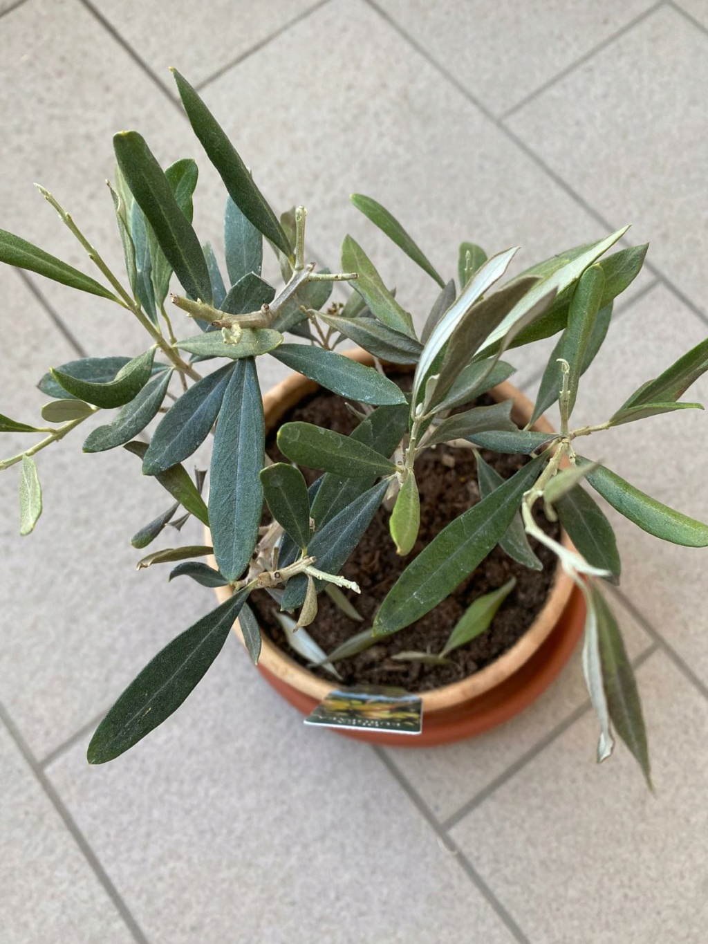 Bonsai di Olea Europaea in cerca di aiuto Whatsa15