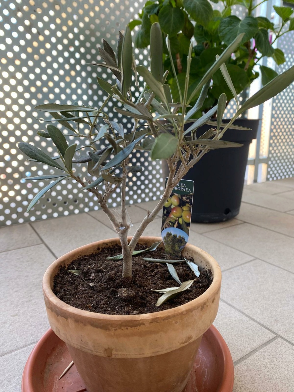Bonsai di Olea Europaea in cerca di aiuto Whatsa16