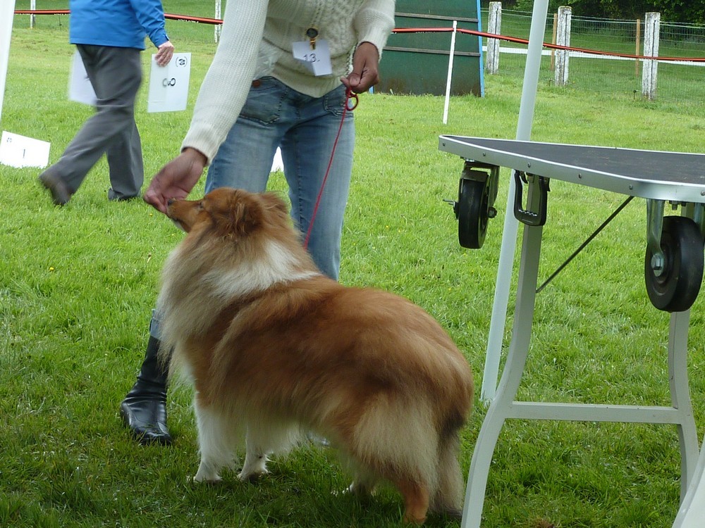 Club belge des shelties: expo 2013 (reportage photos complet) Expo_110