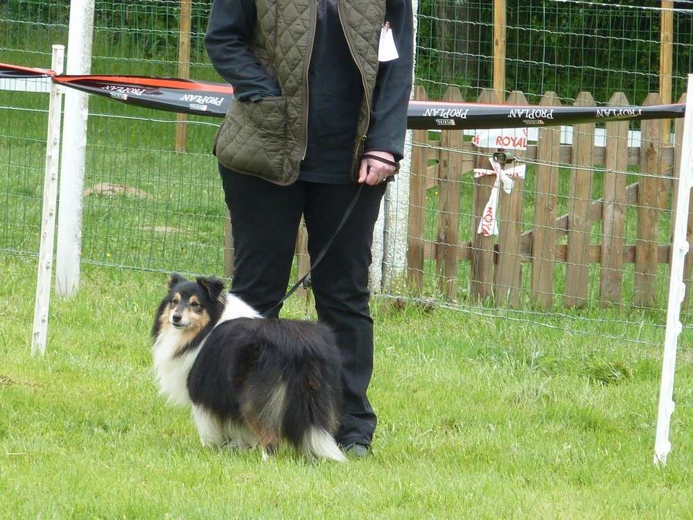 Club belge des shelties: expo 2013 (reportage photos complet) Expo_140