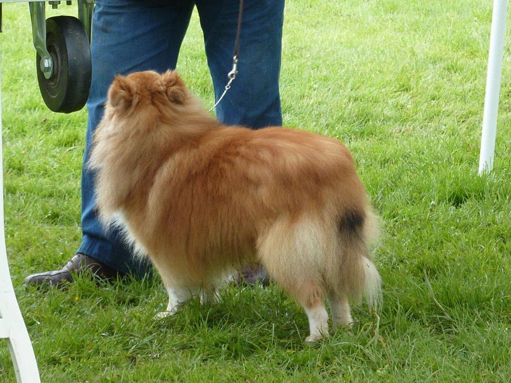 Club belge des shelties: expo 2013 (reportage photos complet) Expo_169
