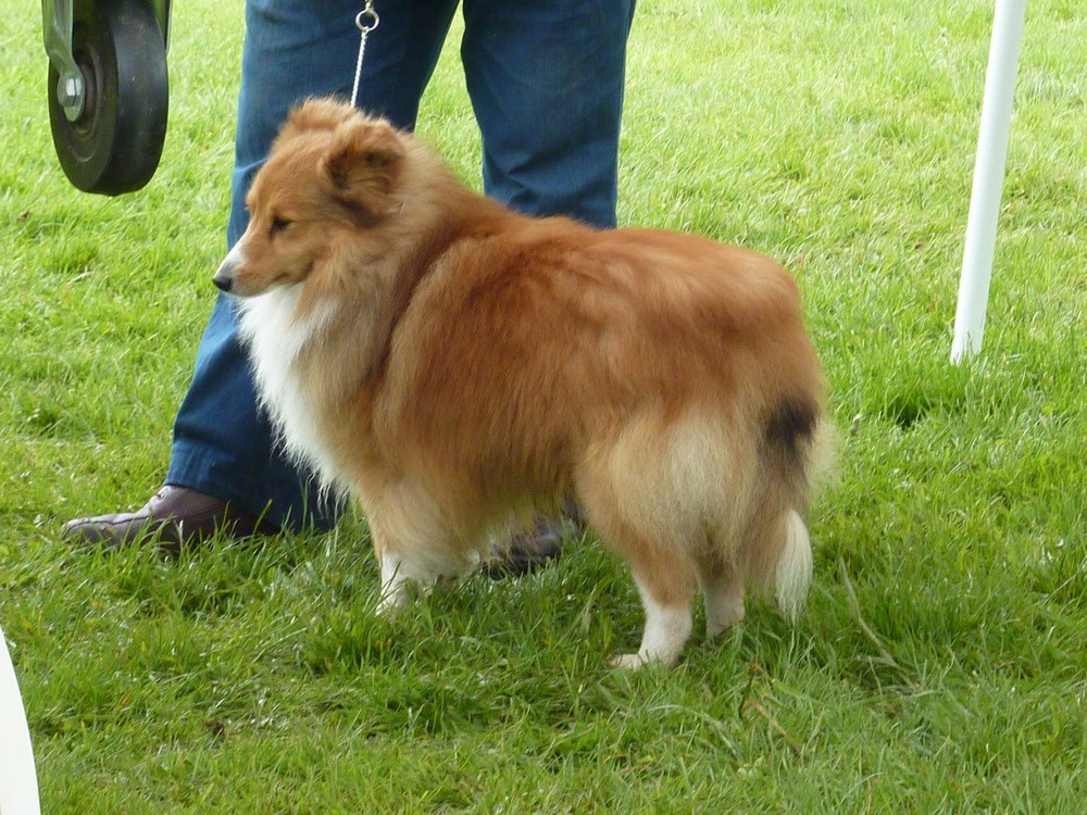 Club belge des shelties: expo 2013 (reportage photos complet) Expo_170