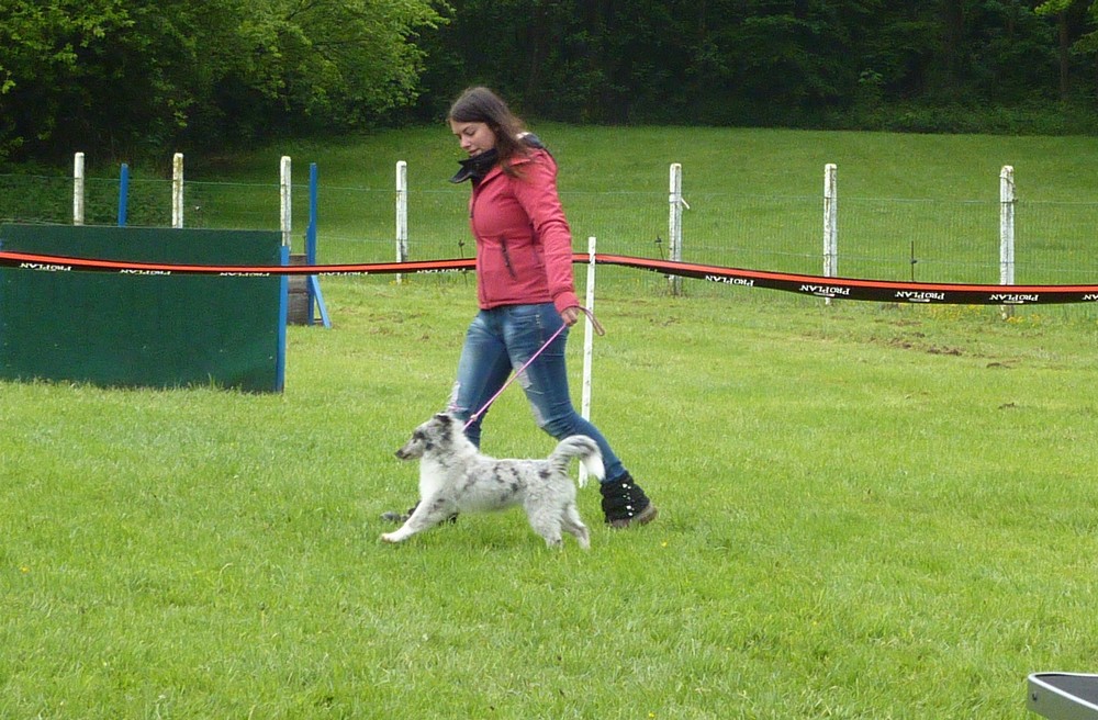 Club belge des shelties: expo 2013 (reportage photos complet) Expo_184