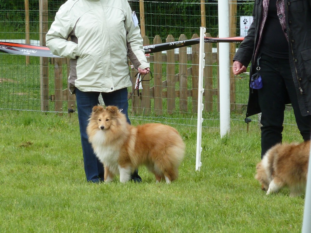 Club belge des shelties: expo 2013 (reportage photos complet) Expo_202