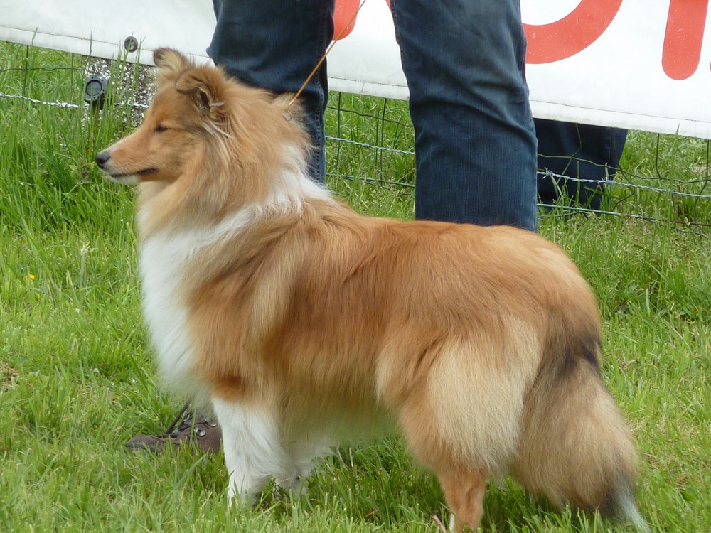Club belge des shelties: expo 2013 (reportage photos complet) Expo_236