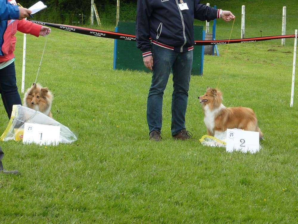 Club belge des shelties: expo 2013 (reportage photos complet) Expo_241