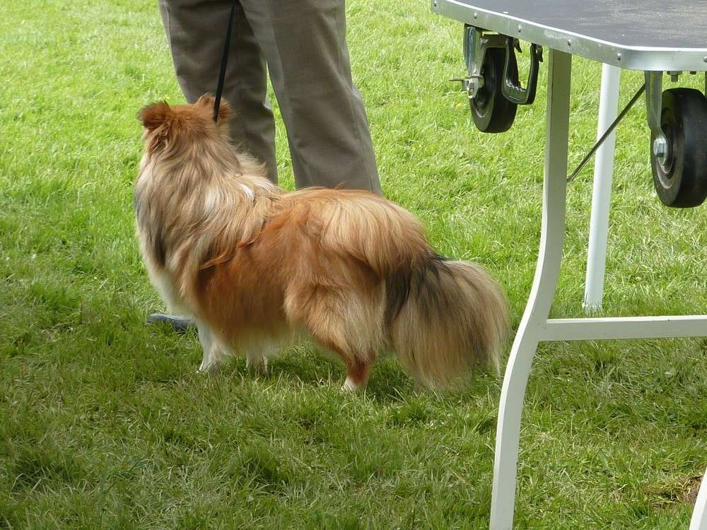 Club belge des shelties: expo 2013 (reportage photos complet) Expo_247