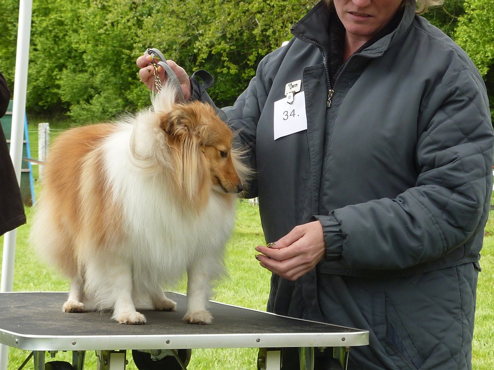 Club belge des shelties: expo 2013 (reportage photos complet) Expo_249