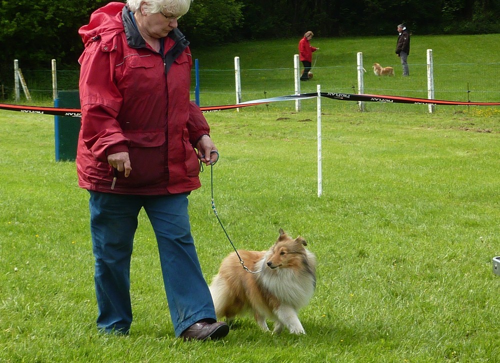 Club belge des shelties: expo 2013 (reportage photos complet) Expo_252