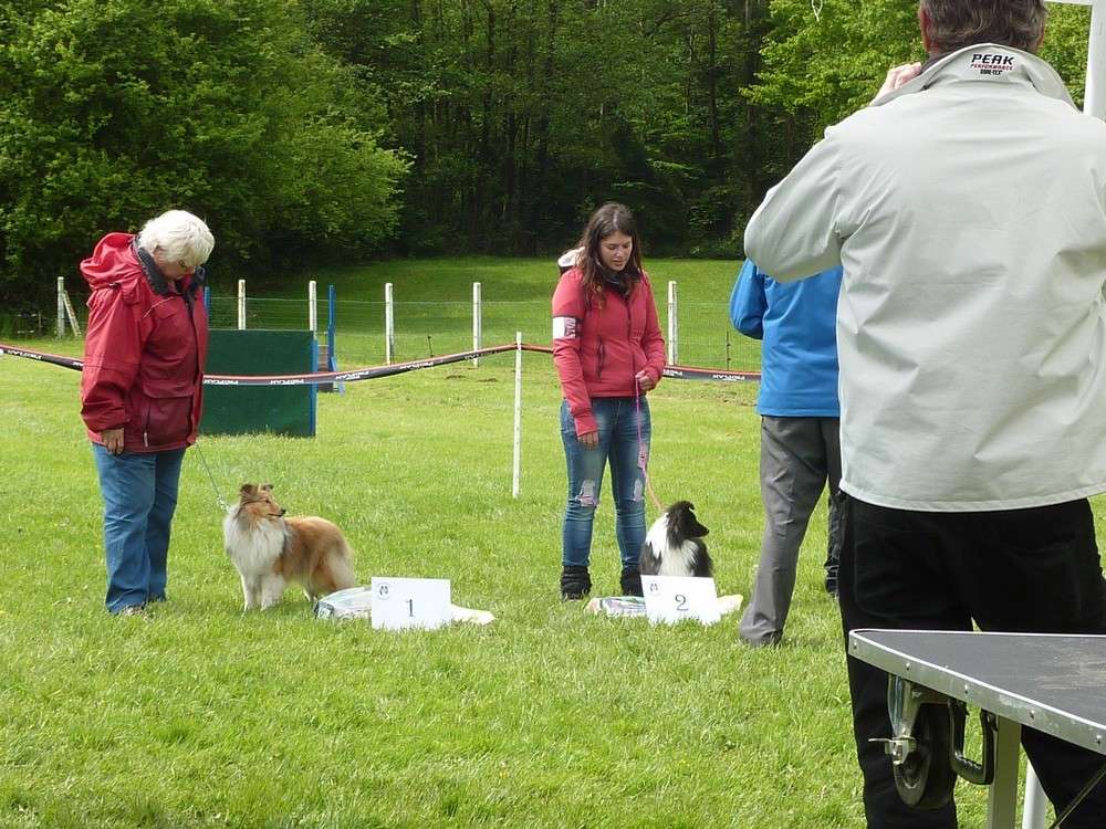 Club belge des shelties: expo 2013 (reportage photos complet) Expo_256