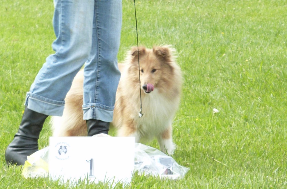 Club belge des shelties: expo 2013 (reportage photos complet) Expo_271