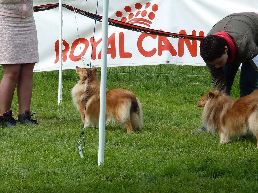 Club belge des shelties: expo 2013 (reportage photos complet) Expo_286